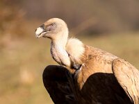 Gyps fulvus 92, Vale gier, Saxifraga-Bart Vastenhouw