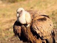 Gyps fulvus 93, Vale gier, Saxifraga-Bart Vastenhouw