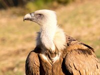 Gyps fulvus 94, Vale gier, Saxifraga-Bart Vastenhouw