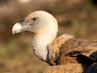 Gyps fulvus 96, Vale gier, Saxifraga-Bart Vastenhouw