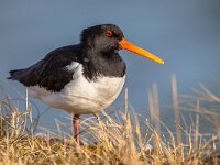 Common pied oystercatcher  Eurasian or common pied  Oystercatcher (Haematopus ostralegus) wader bird fisher of fish and shellfish with nesting places near the Waddenzee Natura 2000  nature reserve for seabirds Netherlands : Eurasian, Lauwersmeergebied, Netherlands, Waddenzee, animal, background, beak, bird, birdwatching, black, catcher, coast, common, england, europe, feather, field, grass, haematopus, island, isles, lauwersmeer, lauwersoog, nature, one, orange, ostralegus, outdoors, oyster, oyster-catcher, oystercatcher, rock, scholekster, scilly, sea, side, sky, summer, uk, waddensea, wader, wading, water, white, wild, wilderness, wildlife