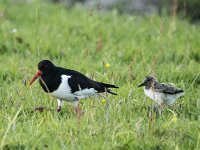Haematopus ostralegus 119, Scholekster, adult and juvenile, Saxifraga-Theo Verstrael