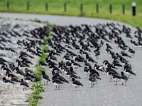 Haematopus ostralegus 124, Scholekster, adult, Saxifraga-Theo Verstrael