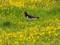 Haematopus ostralegus 2, Scholekster, adult and juvenile, Saxifraga-Theo Verstrael