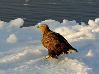 Haliaeetus albicilla 3, Zeearend, Saxifraga-Piet Munsterman