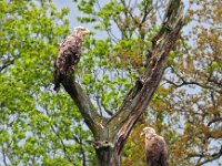 Haliaeetus albicilla 54, Zeearend, Saxifraga-Hans Dekker