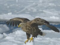 Haliaeetus albicilla 8, Zeearend, Saxifraga-Piet Munsterman