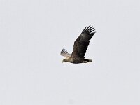 Haliaeetus albicilla 86, Zeearend, Saxifraga-Tom Heijnen