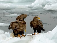 Haliaeetus albicilla 9, Zeearend, Saxifraga-Piet Munsterman