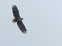 Haliaeetus albicilla 96, Zeearend, Saxifraga-Mark Zekhuis