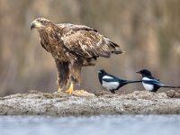 White-tailed eagle with magpies  White-tailed eagle (Haliaeetus albicilla) eating fish with magpies (Pica pica) around at Lake Csaj, Kiskunsagi National Park, Pusztaszer, Hungary. February. : Haliaeetus, Kiskunsag, Kiskunsagi, Pusztaszer, adult, albicilla, animal, beak, bird, cold, coming, eagle, eating, europe, european, fauna, fight, fish, flight, fly, hooded, hungary, isolated, landing, magpie, national, nature, park, predator, prey, raptor, rival, sea, sunset, tail, tailed, wading, watching, water, white, white-tailed, wild, wildlife, wings, winter