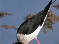 Himaletopus himaletopus 109, Steltkluut, Saxifraga-Tom Heijnen