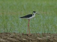 Himaletopus himaletopus 11, Steltkluut, Saxifraga-Marijke Verhagen