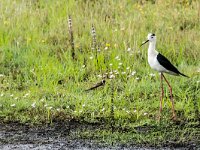 Himaletopus himaletopus 110, Steltkluut, adult, male, Saxifraga-Theo Verstrael