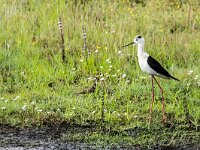 Himaletopus himaletopus 111, Steltkluut, adult, male, Saxifraga-Theo Verstrael