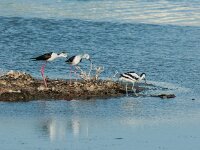 Himaletopus himaletopus 112, Steltkluut, adult, male, Saxifraga-Theo Verstrael