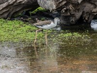Himaletopus himaletopus 114, Steltkluut, adult, male, Saxifraga-Theo Verstrael