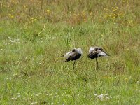 Himaletopus himaletopus 116, Steltkluut, adult, male, Saxifraga-Theo Verstrael