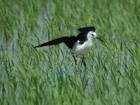 Himaletopus himaletopus 13, Steltkluut, Saxifraga-Marijke Verhagen