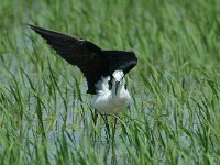 Himaletopus himaletopus 15, Steltkluut, Saxifraga-Marijke Verhagen