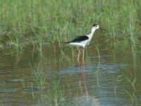 Himaletopus himaletopus 21, Steltkluut, Saxifraga-Marijke Verhagen