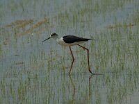 Himaletopus himaletopus 23, Steltkluut, Saxifraga-Marijke Verhagen