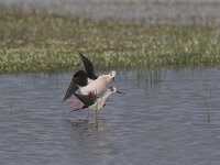 Himaletopus himaletopus 27, Steltkluut, Saxifraga-Luc Hoogenstein