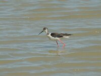 Himaletopus himaletopus 34, Steltkluut, juvenile, Saxifraga-Jan van der Straaten