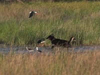 Himaletopus himaletopus 35, Steltkluut, Saxifraga-Luc Hoogenstein