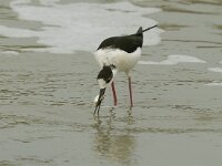 Himaletopus himaletopus 36, Steltkluut, Saxifraga-Piet Munsterman