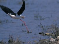 Himaletopus himaletopus 38, Steltkluut, Saxifraga-Ad Wittgen