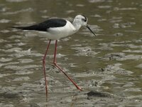 Himaletopus himaletopus 44, Steltkluut, Saxifraga-Willem van Kruijsbergen