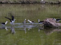 Himaletopus himaletopus 47, Steltkluut, Saxifraga-Mark Zekhuis