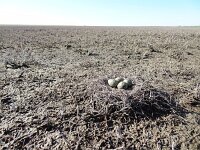 Himaletopus himaletopus 50, Steltkluut, Saxifraga-Mark Zekhuis