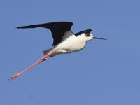 Himaletopus himaletopus 51, Steltkluut, Saxifraga-Mark Zekhuis