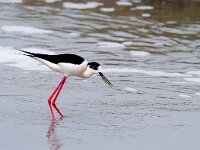Himaletopus himaletopus 52, Steltkluut, Saxifraga-Piet Munsterman
