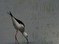 Himaletopus himaletopus 53, Steltkluut, Saxifraga-Jan van der Straaten