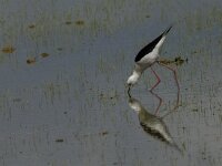 Himaletopus himaletopus 55, Steltkluut, Saxifraga-Jan van der Straaten