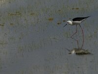 Himaletopus himaletopus 57, Steltkluut, Saxifraga-Jan van der Straaten