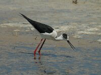 Himaletopus himaletopus 6, Steltkluut, Saxifraga-Jan van der Straaten