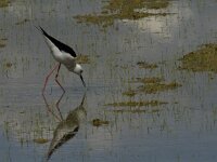Himaletopus himaletopus 61, Steltkluut, Saxifraga-Jan van der Straaten