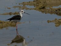 Himaletopus himaletopus 64, Steltkluut, Saxifraga-Jan van der Straaten