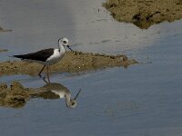 Himaletopus himaletopus 65, Steltkluut, Saxifraga-Jan van der Straaten