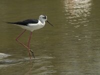 Himaletopus himaletopus 67, Steltkluut, Saxifraga-Willem van Kruijsbergen