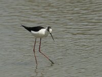 Himaletopus himaletopus 75, Steltkluut, Saxifraga-Willem van Kruijsbergen