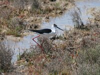 Himaletopus himaletopus 89, Steltkluut, Saxifraga-Dirk Hilbers