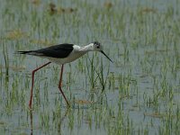 Himaletopus himaletopus 9, Steltkluut, Saxifraga-Marijke Verhagen