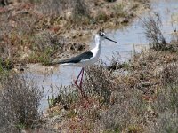 Himaletopus himaletopus 90, Steltkluut, Saxifraga-Dirk Hilbers