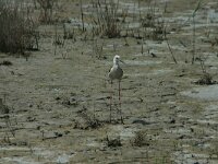 Himaletopus himaletopus 94, Steltkluut, Saxifraga-Dirk Hilbers