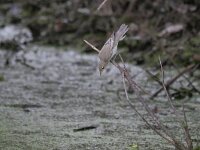 Hippolais icterina 10, Spotvogel, Saxifraga-Tom Heijnen